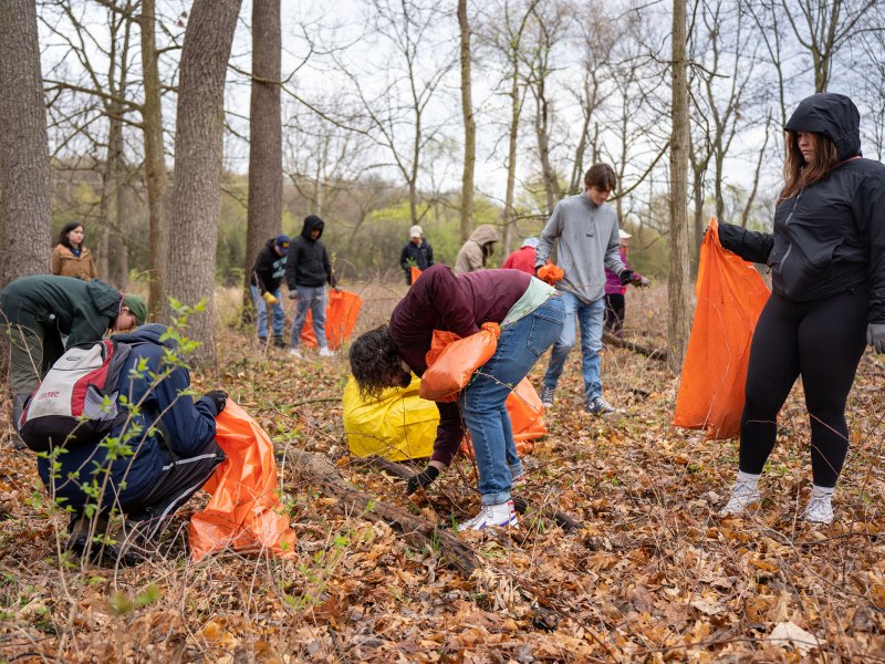 Volunteers pick up invasive species in the park using orange trash bags.