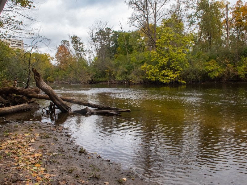 The Huron river in fall. The left of the photo is the river bank with tree logs submerged in the water.